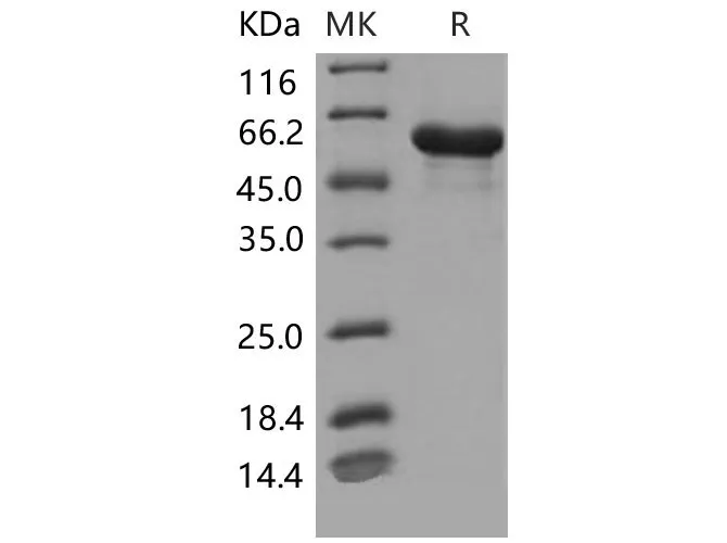 Recombinant Mouse HSPD1/HSP60 Protein (His Tag) - image 1