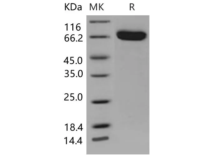 Recombinant Mouse EphB4/HTK Protein (His Tag) - image 1