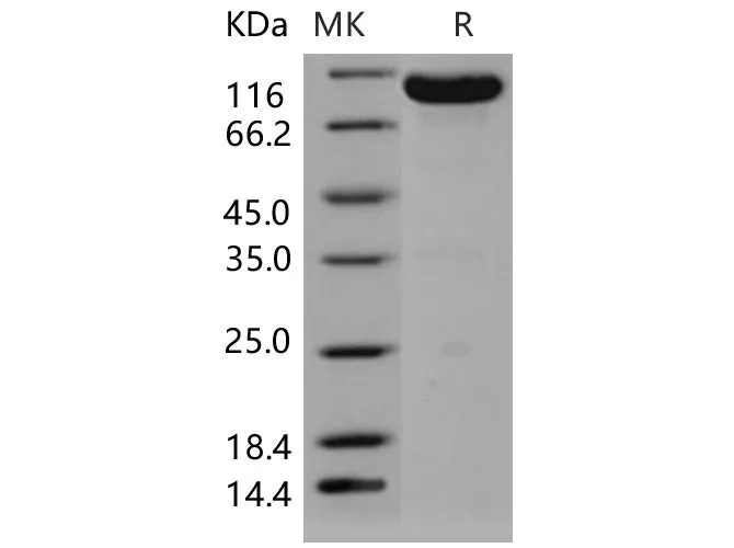 Recombinant Mouse EphB4/HTK Protein (Fc Tag) - image 1