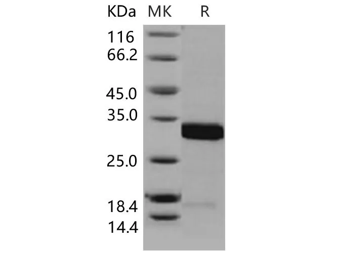 Recombinant Mouse 14-3-3 sigma/YWHAS Protein - image 1