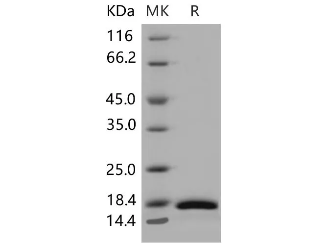 Recombinant Mouse CRABP2 Protein (His Tag) - image 1