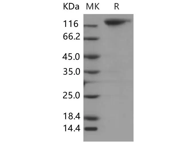 Recombinant Mouse MERTK/MER Protein (Fc Tag) - image 1