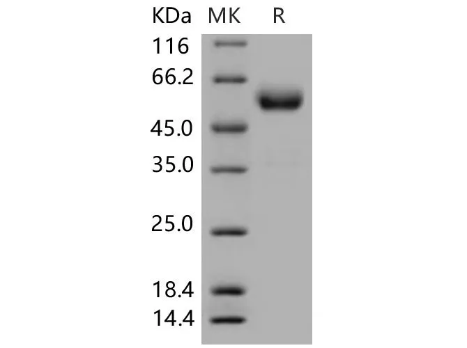 Recombinant Mouse CTLA4/CD152 Protein (Fc Tag) - image 1