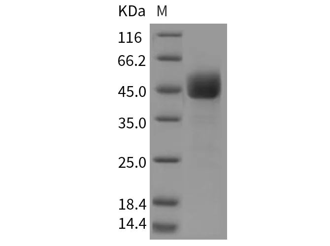 Recombinant Mouse CD3d/CD3 delta Protein (Fc Tag) - image 1