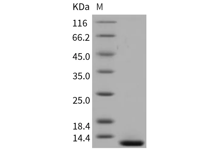 Recombinant Mouse β-NGF/Beta-NGF Protein - image 1
