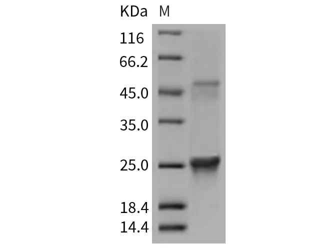 Recombinant Mouse GLO1/Glyoxalase 1 Protein (His Tag) - image 1