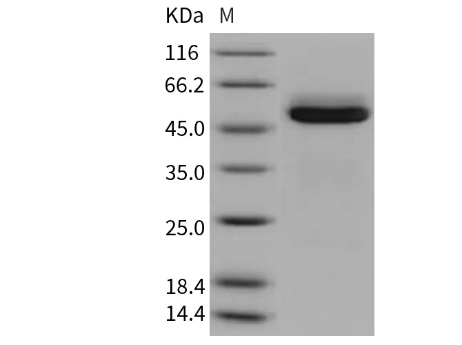 Recombinant Mouse Cathepsin A/CTSA Protein (His Tag) - image 1