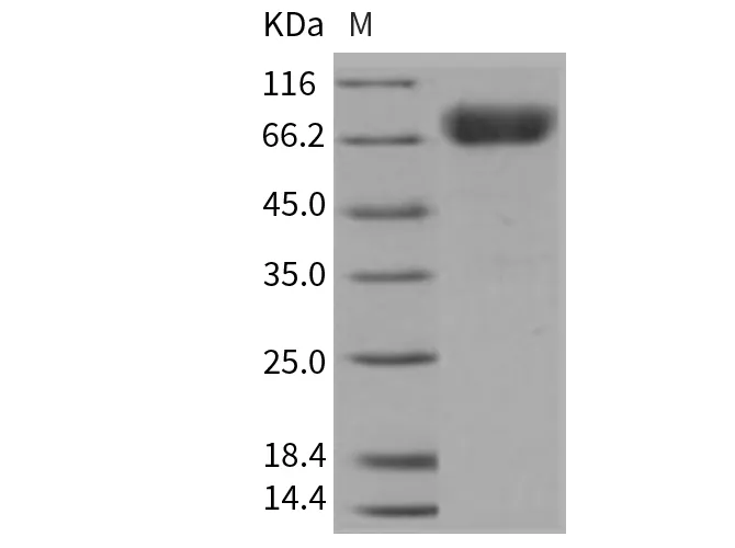 Recombinant Mouse TIM1/HAVCR1 Protein (His & Fc Tag) - image 1