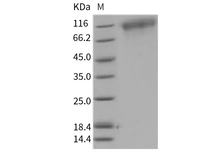 Recombinant Mouse TrkC/NTRK3 Protein (His Tag) - image 1