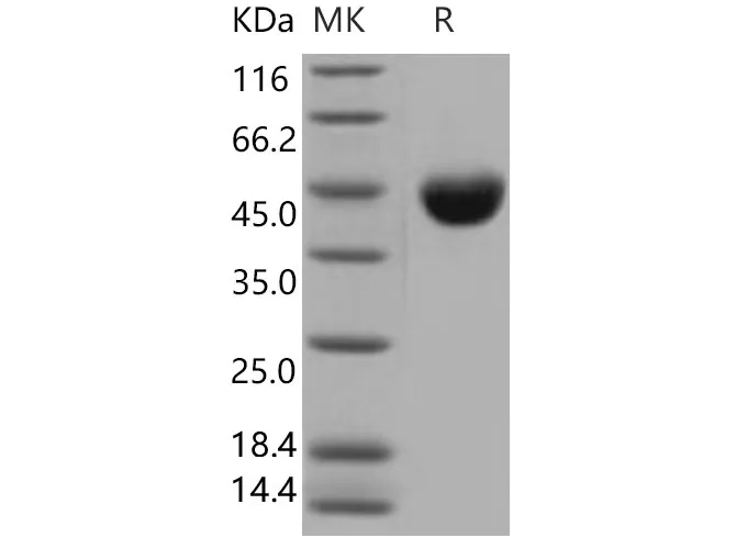 Recombinant Mouse CD112/Nectin-2 Protein (His Tag) - image 1
