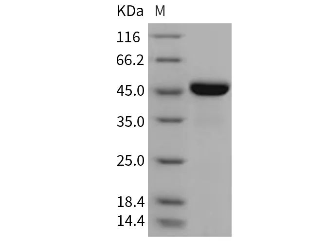 Recombinant Mouse LRPAP1/A2MRAP Protein (His Tag) - image 1
