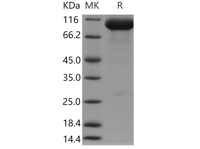 Recombinant Mouse PSMA/FOLH1 Protein (His Tag) - image 1