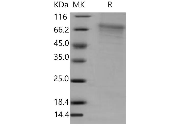 Recombinant Mouse GFRA2/GFRα2/GDNFRB Protein (His Tag) - image 1