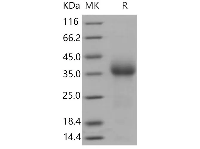 Recombinant Mouse CD27/TNFRSF7 Protein (His Tag) - image 1