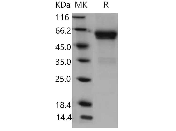 Recombinant Mouse CD27/TNFRSF7 Protein (His & Fc Tag) - image 1