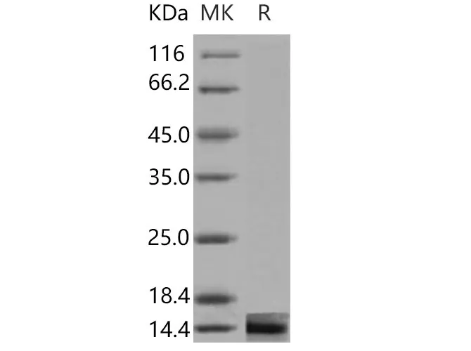 Recombinant Mouse Galectin-1/LGALS1 Protein - image 1
