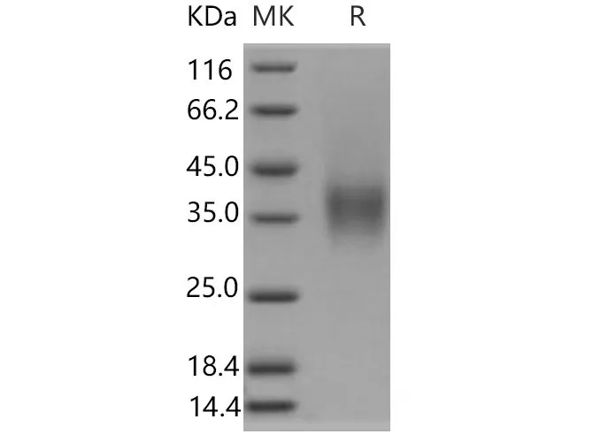 Recombinant Mouse CD16-2/FCGR4 Protein (His&AVI Tag), Biotinylated - image 1
