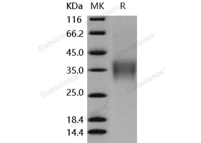 Recombinant Mouse CD16-2/FCGR4 Protein (His&AVI Tag) - image 1