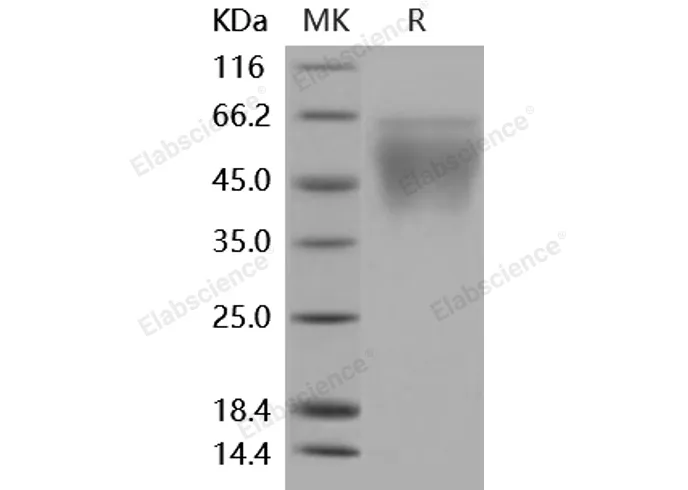 Recombinant Mouse CD86/B7-2 Protein (His Tag) - image 1