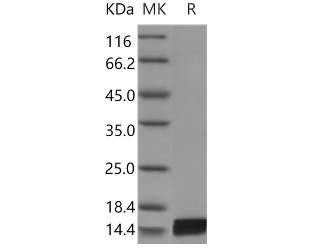 Recombinant Mouse Interleukin-17/IL-17 Protein - image 1