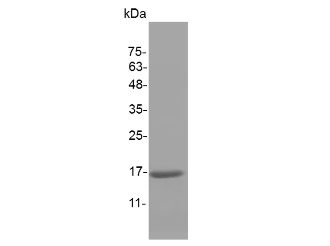 Recombinant Mouse IL-1 beta/IL1B Protein - image 1