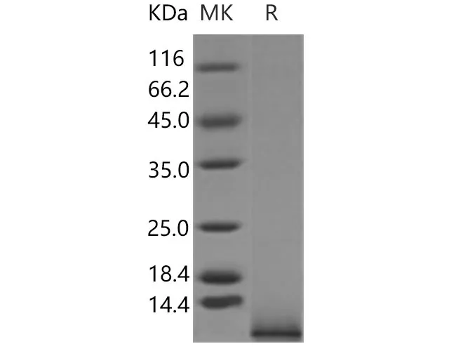Recombinant Mouse IGF1/IGFI/IGF-1 Protein - image 1
