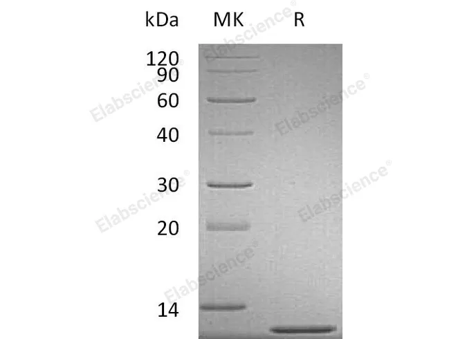 Recombinant Mouse CCL2/MCP-1 Protein - image 1