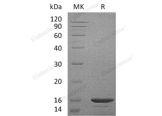 Recombinant Mouse CCL21a Protein - image 1