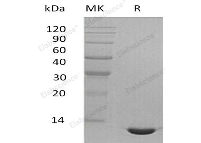 Recombinant Mouse CCL24/Eotaxin-2 Protein - image 1