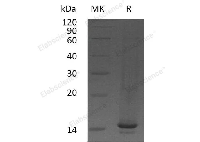 Recombinant Mouse CCL9/MIP-1-γ Protein - image 1