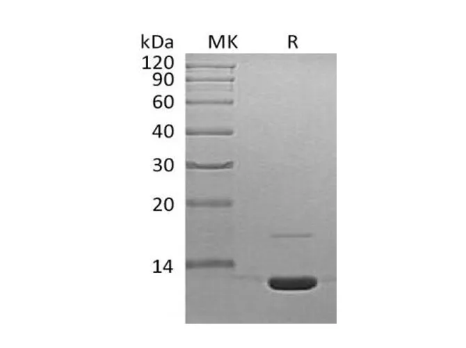 Recombinant Mouse Complement Component C3a/C3a Protein - image 1