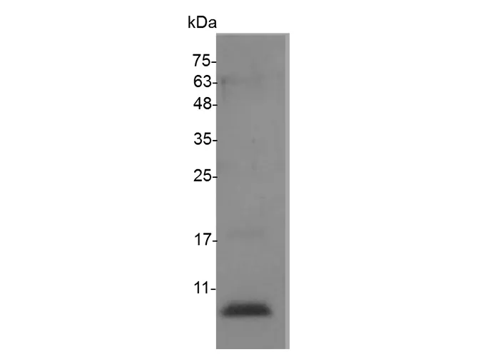 Recombinant Mouse CXCL12/SDF-1 Protein - image 1