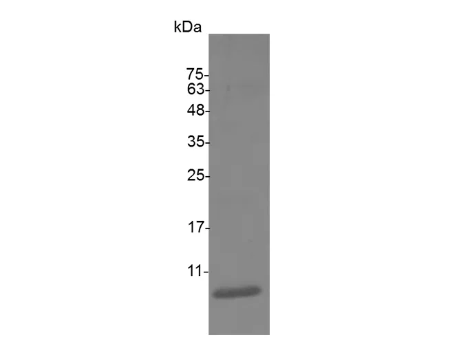 Recombinant Mouse CXCL2/MIP-2 Protein - image 1