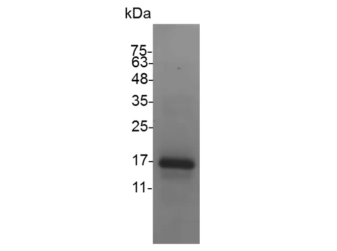 Recombinant Mouse CXCL9 Protein - image 1