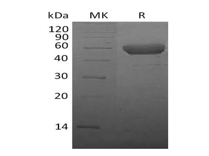 Recombinant Mouse CTLA4 Protein (Fc Tag) - image 1