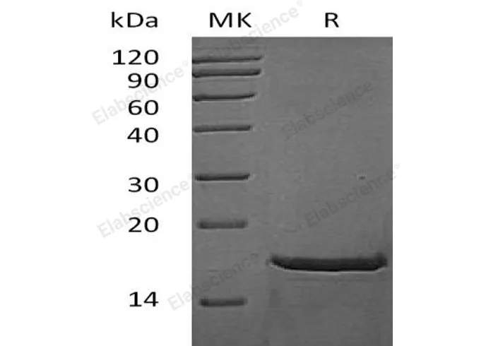 Recombinant Mouse FGF-2/FGFb Protein - image 1