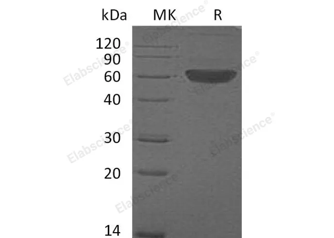 Recombinant Mouse FLT3LG/Flt3 Ligand Protein (Fc Tag) - image 1