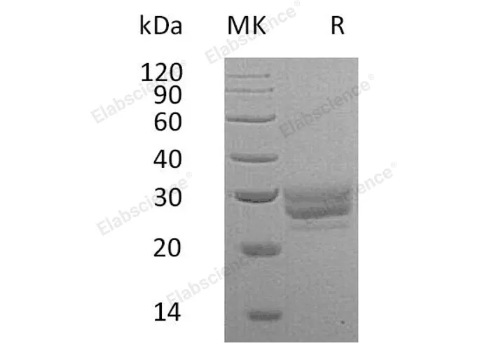 Recombinant Mouse FLT3LG/Flt3 Ligand Protein (His Tag) - image 1