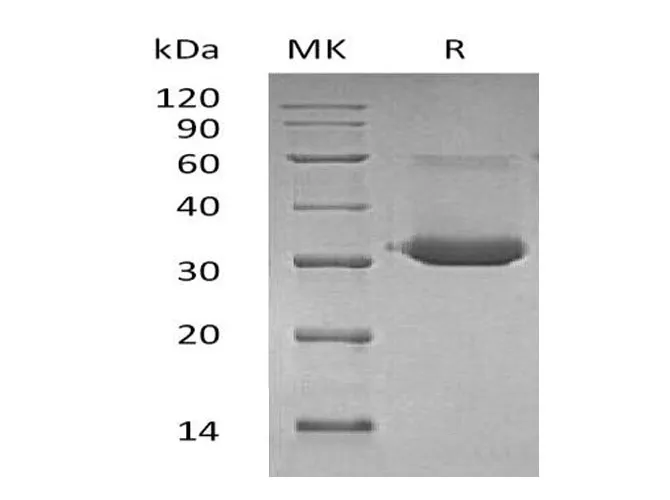 Recombinant Mouse IgG1 Fc/IGHG1 Protein - image 1