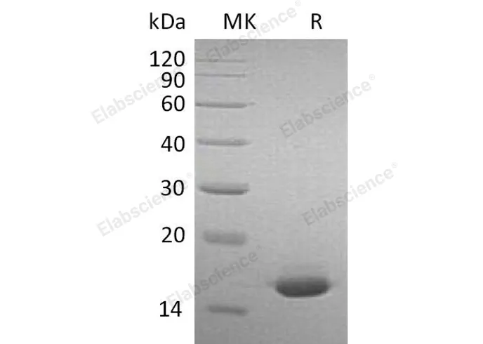 Recombinant Mouse Interferon α-2/IFNA2 Protein - image 1