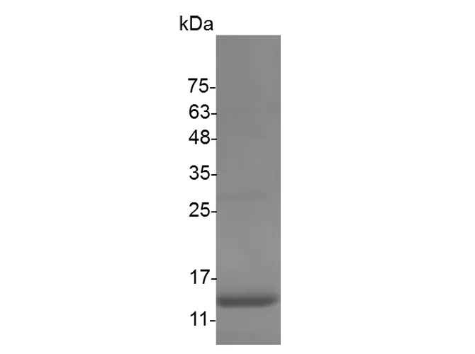 Recombinant Mouse Interferon γ/IFNG Protein (E.coli) - image 1