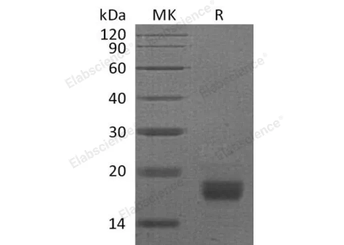 Recombinant Mouse Interferon γ/IFNG Protein (Human Cells) - image 1