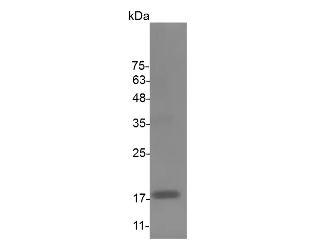Recombinant Mouse Interleukin-10/IL-10 Protein - image 1