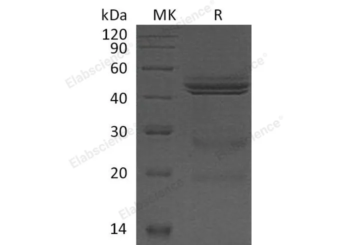Recombinant Mouse Interleukin-12/IL-12 Protein - image 1
