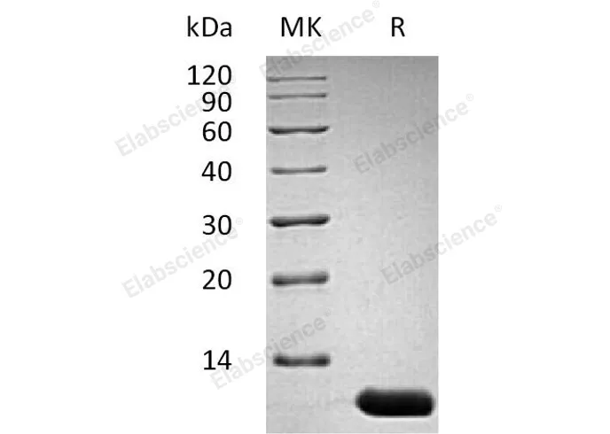 Recombinant Mouse Interleukin-13/IL-13 Protein - image 1