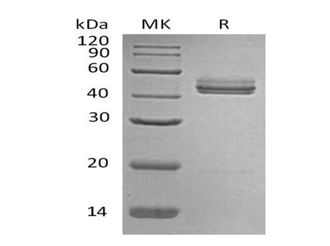 Recombinant Mouse Interleukin-23/IL-23 Protein - image 1