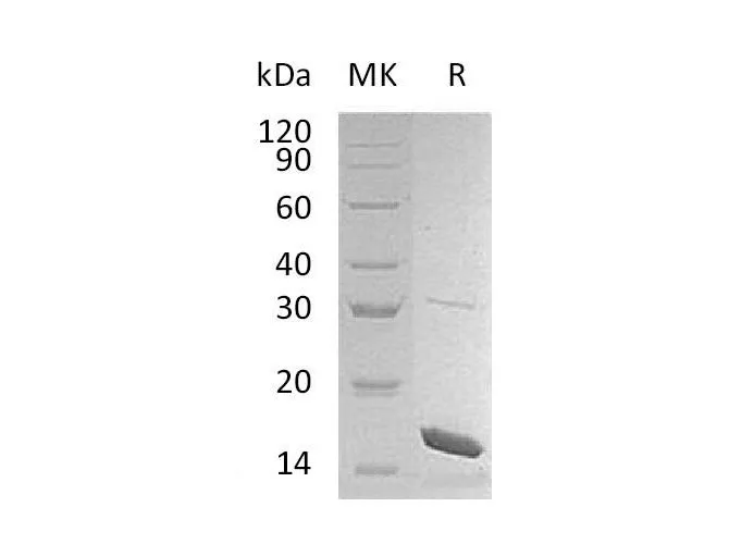 Recombinant Mouse Interleukin-36b/IL-36b Protein - image 1
