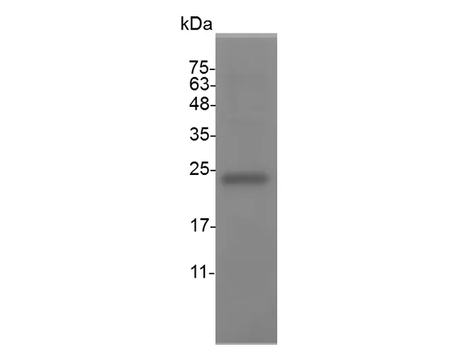 Recombinant Mouse LIF Protein - image 1