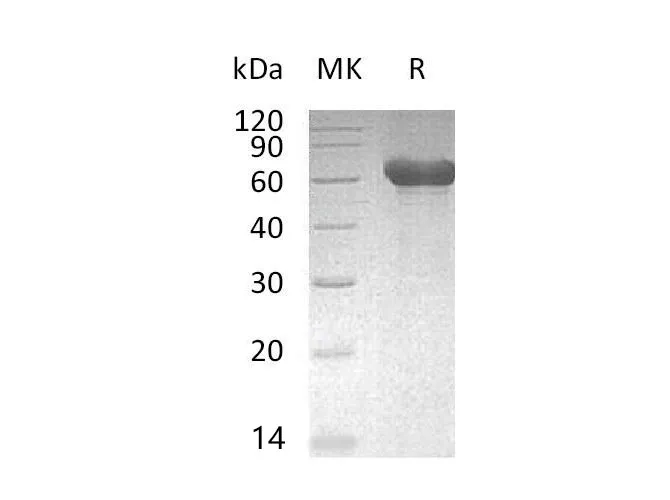 Recombinant Mouse CD300a/LMIR1 Protein (Fc Tag) - image 1