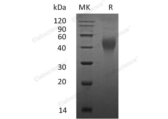 Recombinant Mouse M-CSF/CSF1 Protein - image 1